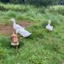 3 Aylesbury Ducks Image 5