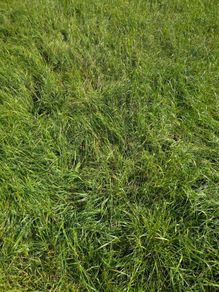 Grass for silage or zero grazing