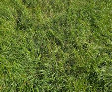Grass for silage or zero grazing