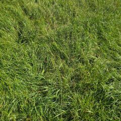 Grass for silage or zero grazing