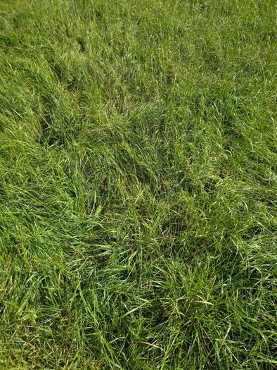 Grass for silage or zero grazing