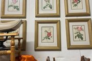 Set of six framed rose prints