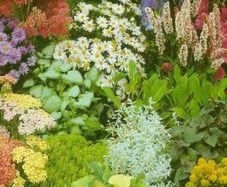 (R) Perennial Mix Rockgarden seeds 0.4g (431823)