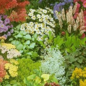 (R) Perennial Mix Rockgarden seeds 0.4g (431823)