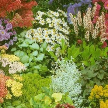 (R) Perennial Mix Rockgarden seeds 0.4g (431823)
