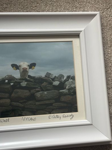A Framed Print of a Cow by Cassidy