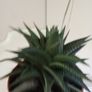 Succulent Plant Image 4