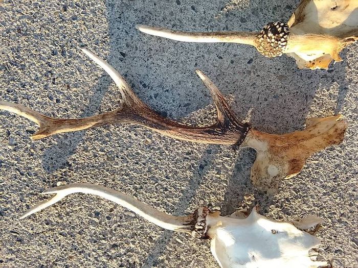 deer antlers