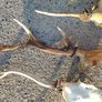 deer antlers Image 4