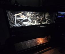 3D Background Vivariums