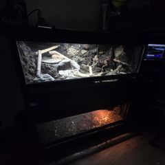 3D Background Vivariums