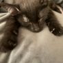 kitten Image 3