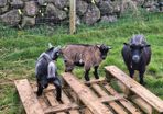 Pygmy goat kid (brown)