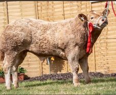 2 show calves for sale Gortatlea Mart