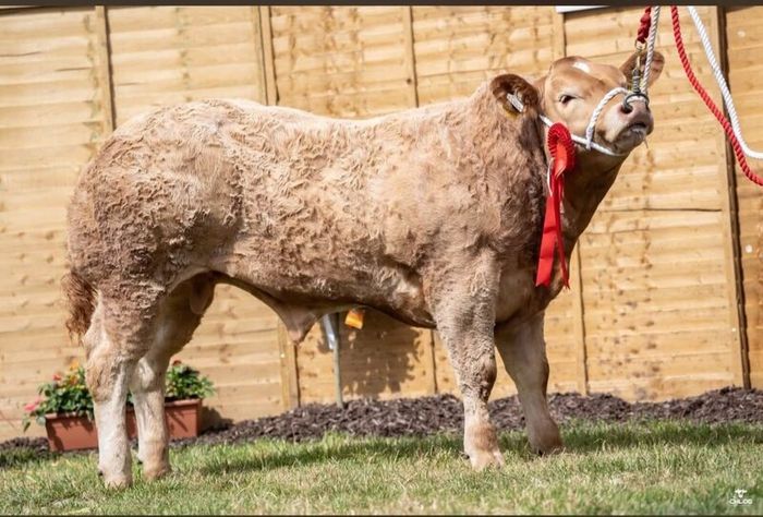 2 show calves for sale Gortatlea Mart