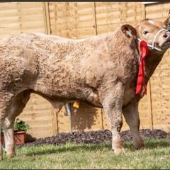2 show calves for sale Gortatlea Mart