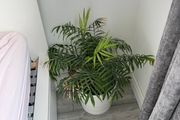 Parlour Palm / Chamaedorea Elegans Indoor Plant with White Pot