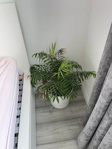 Parlour Palm / Chamaedorea Elegans Indoor Plant with White Pot