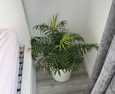 Parlour Palm / Chamaedorea Elegans Indoor Plant with White Pot