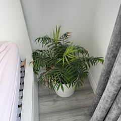Parlour Palm / Chamaedorea Elegans Indoor Plant with White Pot