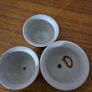 Vintage Mod-Century Rice Grain Porcelain Cups Image 5