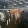 Cattle Image 6