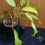 Philodendron Malaya Gold - Image 8