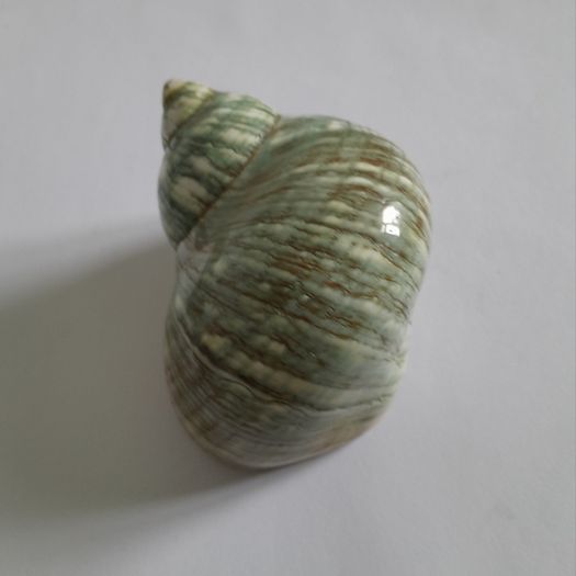 Polished -  'Jade Turbo' -  Shell