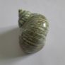 Polished -  'Jade Turbo' -  Shell Image 4