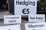 Hedging in Variety in 3 litre pot from 5 euro