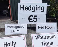Hedging in Variety in 3 litre pot from 5 euro