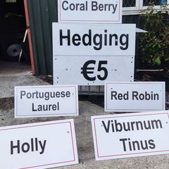 Hedging in Variety in 3 litre pot from 5 euro