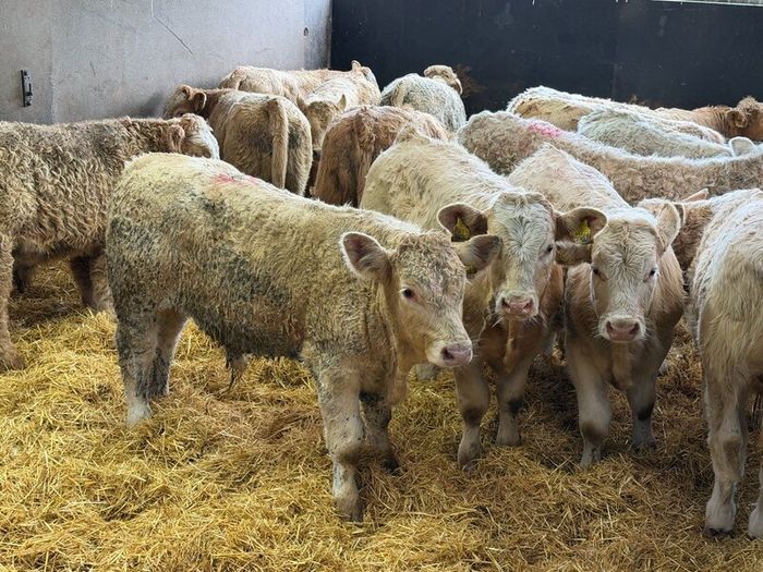 Charolais Bull Calves
