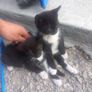 kittens Image 6