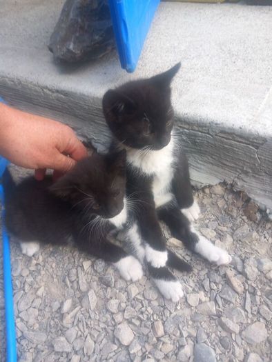 kittens