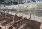 Cow Cubicles