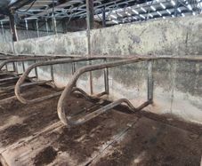 Cow Cubicles