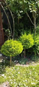 Lollipop Cupressus goldcrest