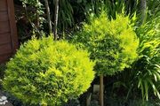 Lollipop Cupressus goldcrest