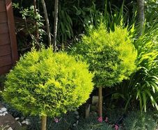 Lollipop Cupressus goldcrest