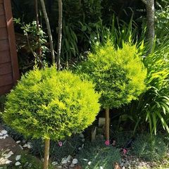 Lollipop Cupressus goldcrest