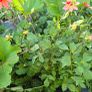 dahlia plant Image 3