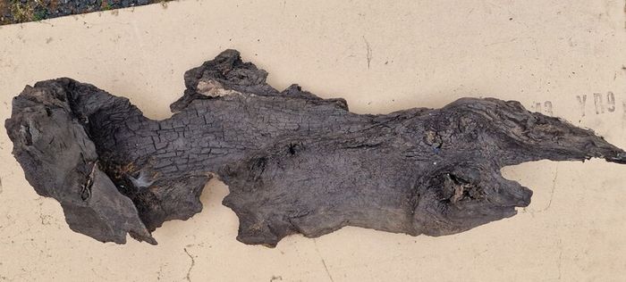Collection of 4 Ancient Irish Bog Oak Pieces