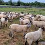 Sheep show and sale Image 6