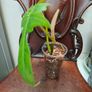 Philodendron Golden Dragon (Var. Revert to green) Image 5
