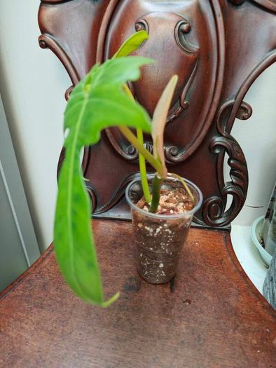 Philodendron Golden Dragon (Var. Revert to green)