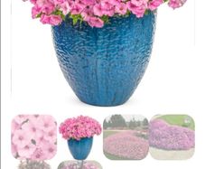 Petunia Supertunia Vista Bubblegum