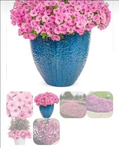 Petunia Supertunia Vista Bubblegum