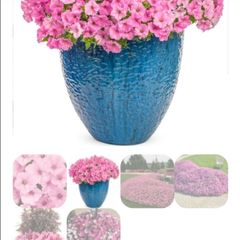 Petunia Supertunia Vista Bubblegum