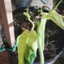 Philodendron Burle Marx Varigated Established Plant Rare Image 6